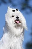 BICHON MALTAIS 079